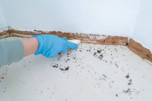 Best Rat Extermination Near Me  in Burlington, WI